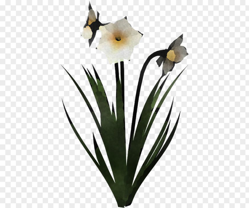 Flower Plant Petal Narcissus Amaryllis Family PNG