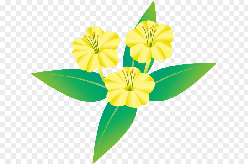 Illustration Marvel-of-peru Flower Art Royalty-free PNG