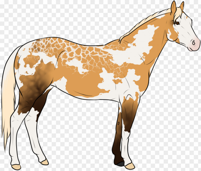 Mustang Mule Foal Stallion Colt PNG