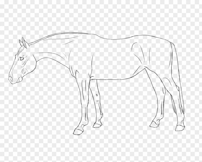 Mustang Mule Halter Foal Stallion Colt PNG
