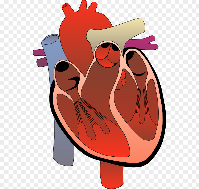Nashville Heart Cliparts Medicine Clip Art PNG