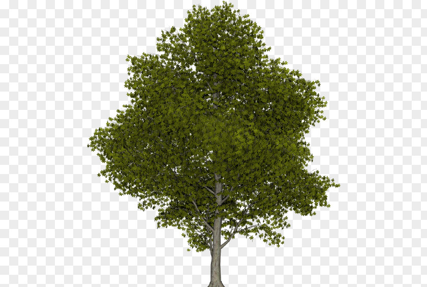 Tree Elevation Clip Art Illustration Royalty-free Climate Change PNG