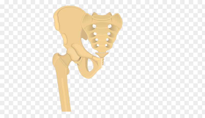 Bone Body Hip Anatomy Shoulder PNG