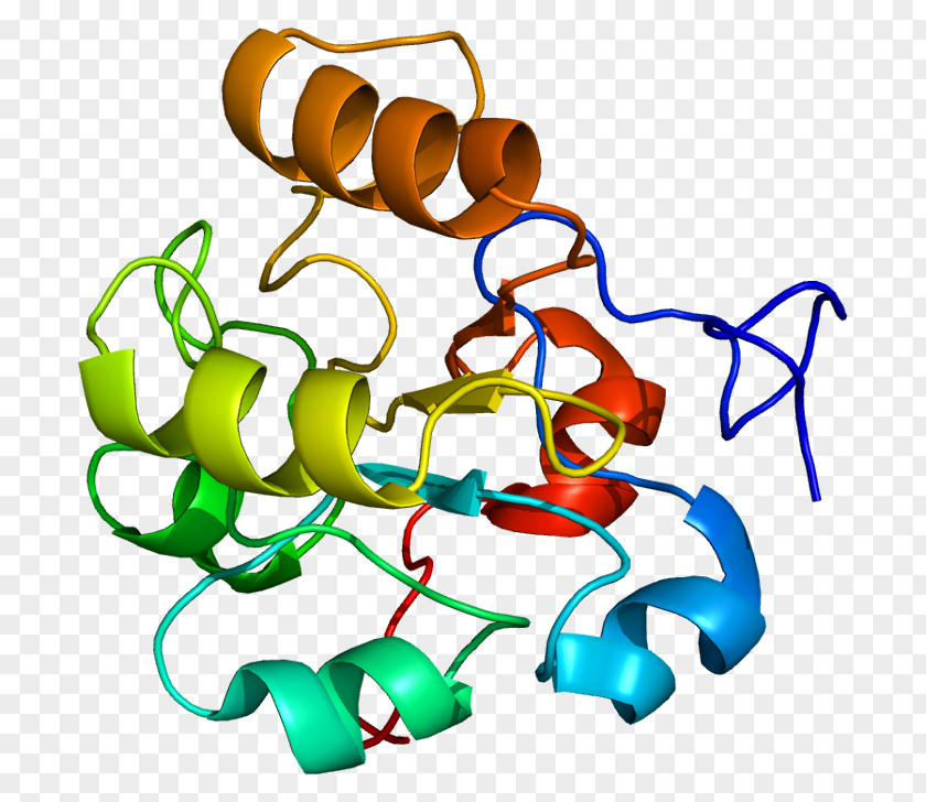 DUSP6 Protein Dual-specificity Phosphatase Human PNG
