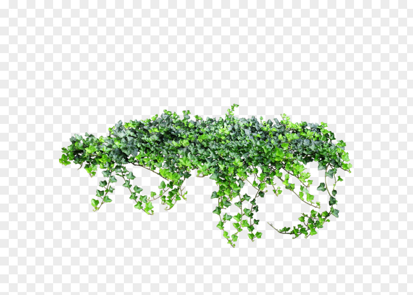 Groundcover Ivy Vine Clip Art Image PNG