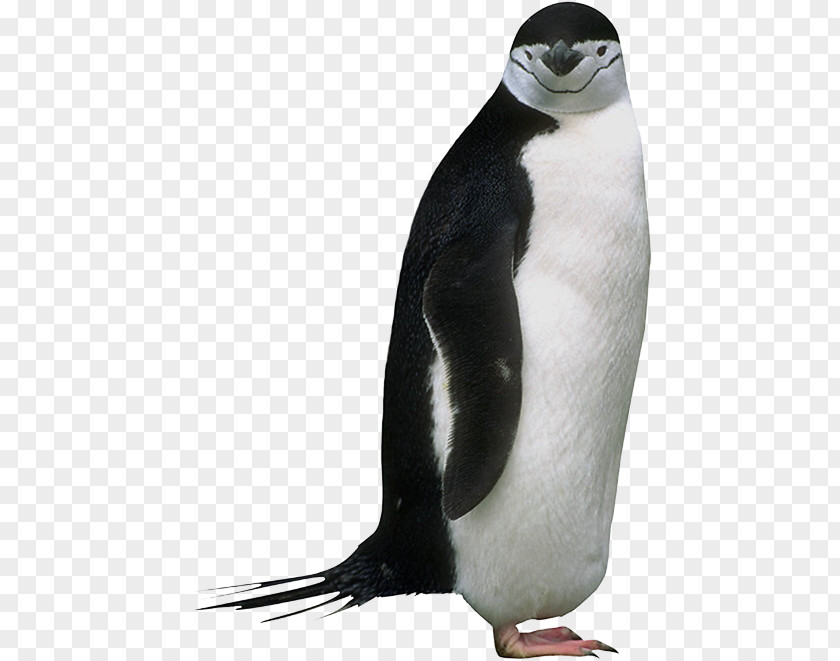 Penguin King Animal Clip Art PNG