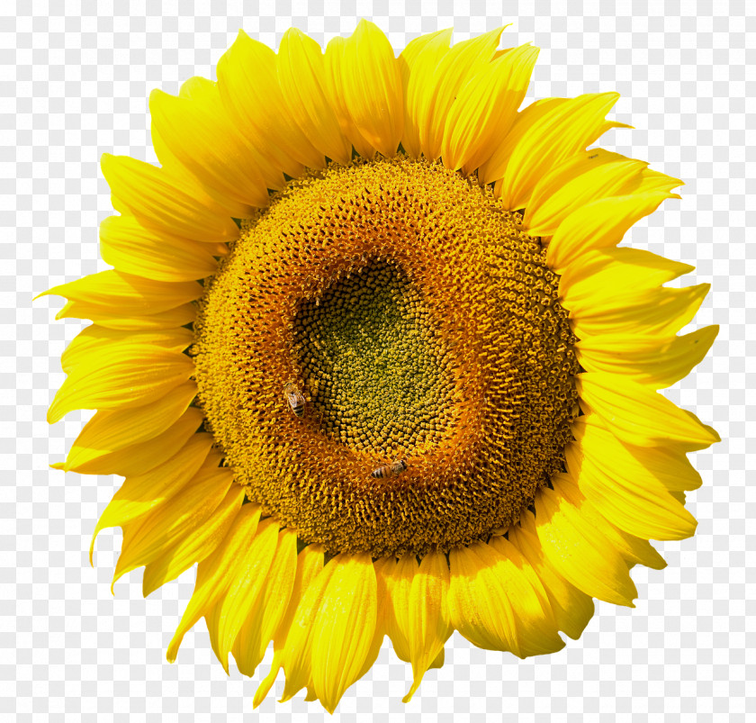 Studio Vector Common Sunflower Hanne Kirkegaard Daisy Family Seed PNG