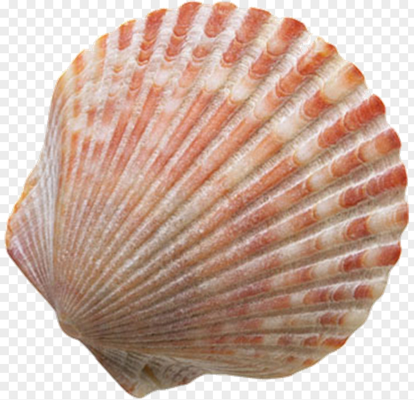 Conch Seashell Clip Art PNG