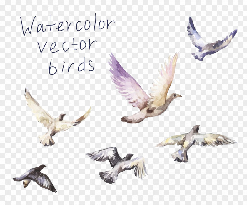 Drawing Birds PNG