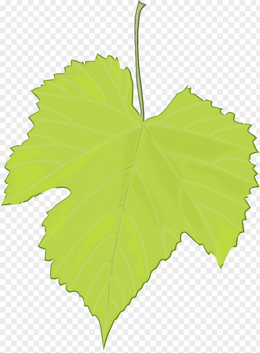 Flowering Plant Maple Leaf Family Tree Background PNG