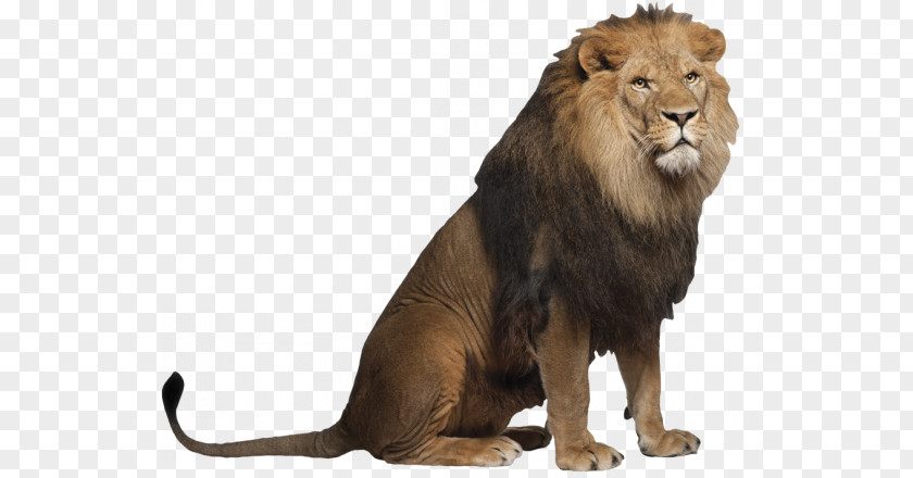 Lion White Stock Photography Tiger Big Cat PNG