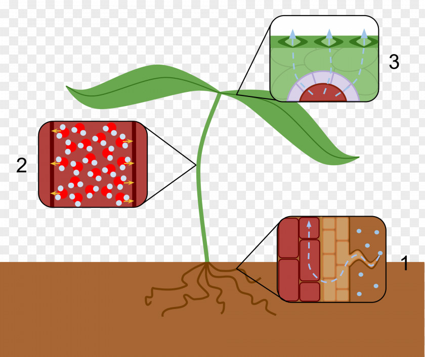 Plant Transpiration Cuticle Evaporation Water PNG