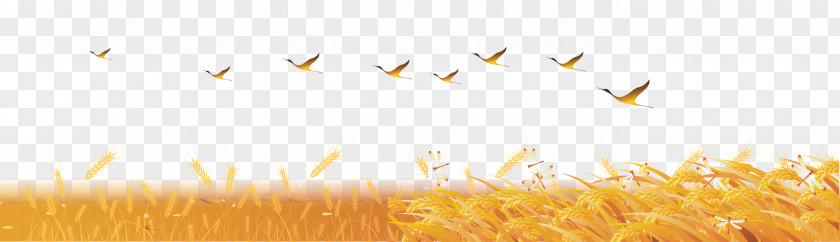 Wheat Field Sky Sunlight Desktop Wallpaper Yellow PNG