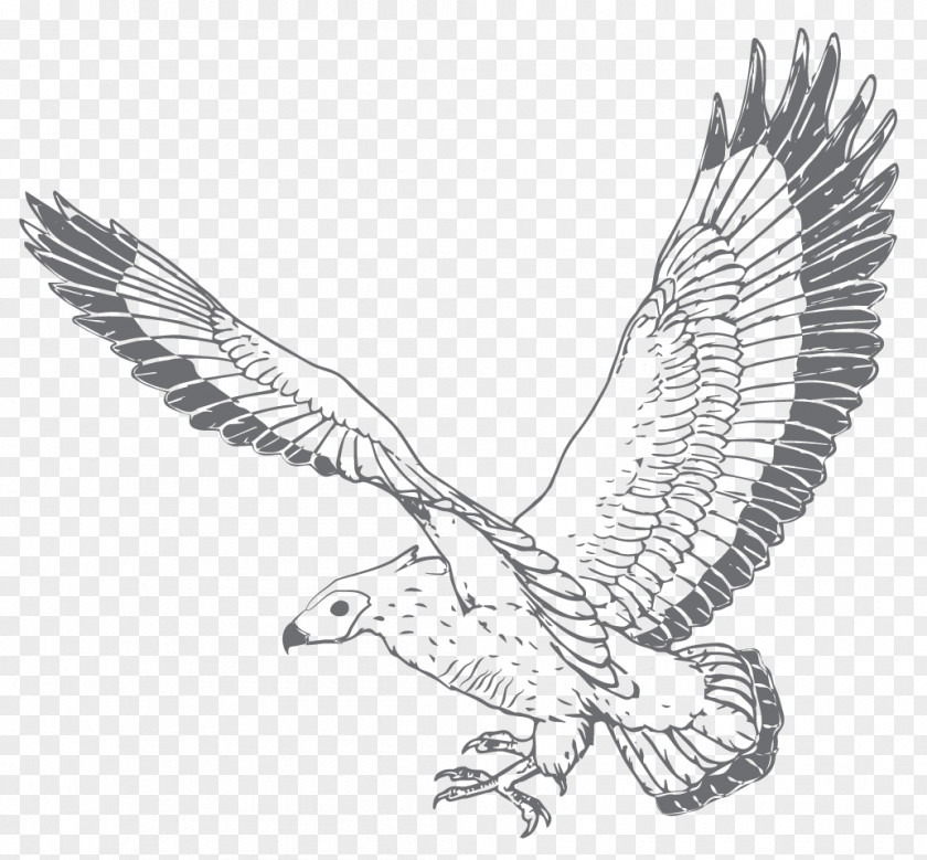 Backward Banner Bald Eagle Hawk Gin Vulture Distillation PNG