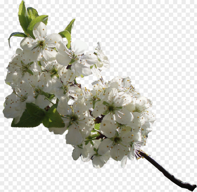 Cherry Blossom Flower Cerasus Cdr Clip Art PNG