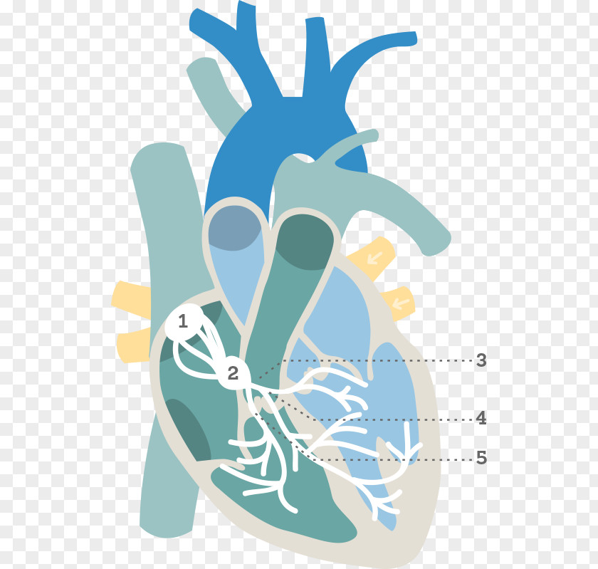 Heart Electrocardiography Electrical Conduction System Of The Ventricle Atrium PNG
