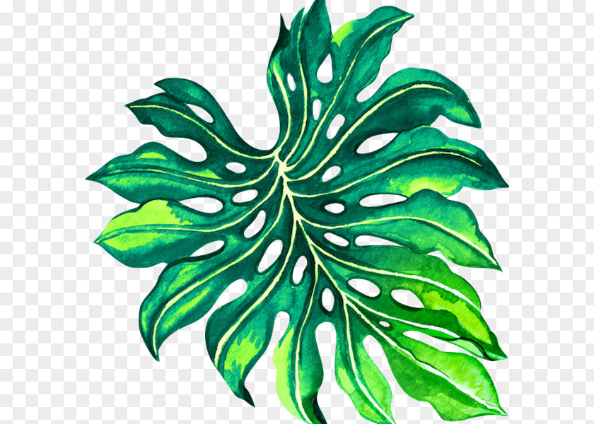 Leaf Plant Stem Flower YouTube Tree PNG