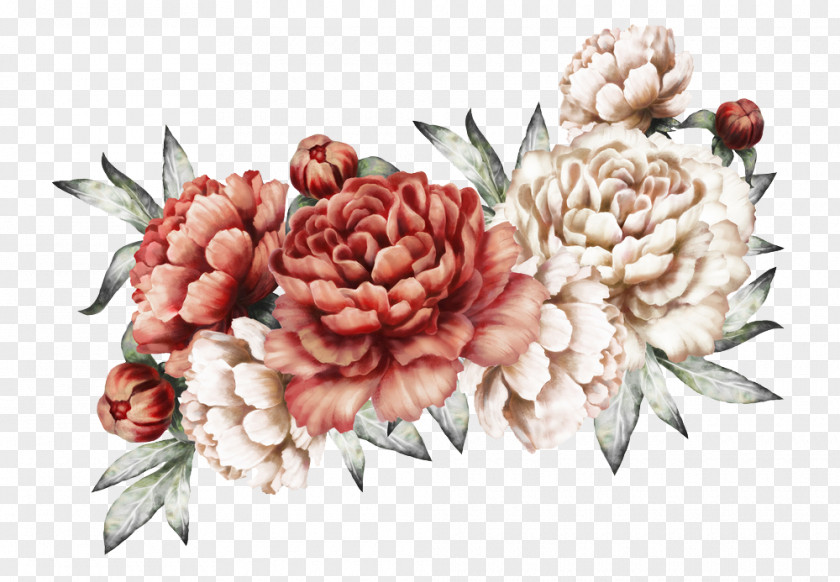 Protea Family Cut Flowers Red Watercolor PNG