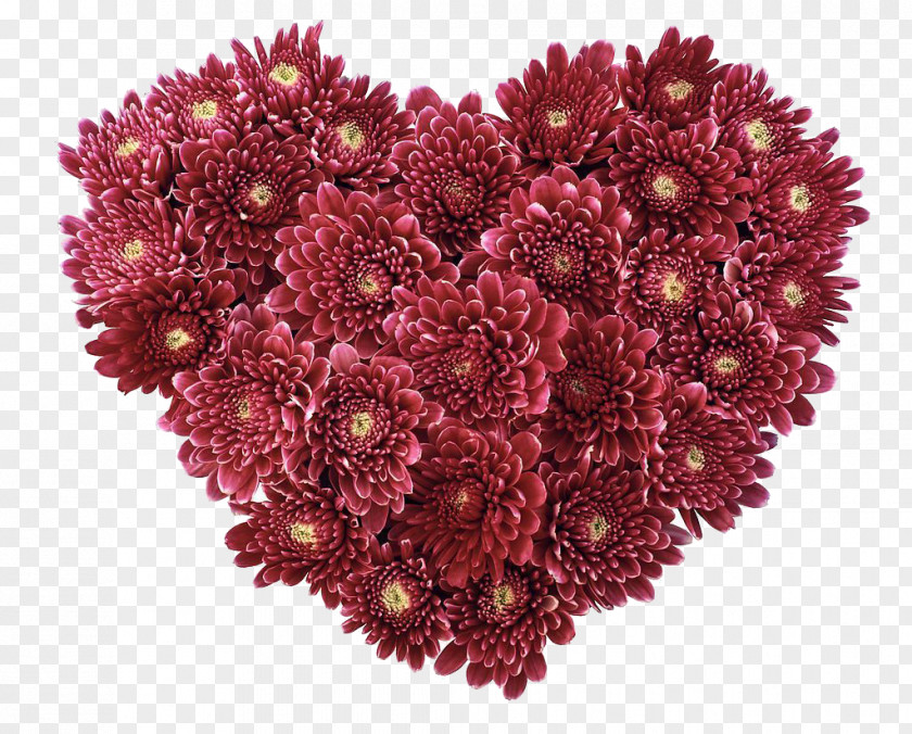 Red Chrysanthemum Flower Heart Love Valentines Day Wallpaper PNG