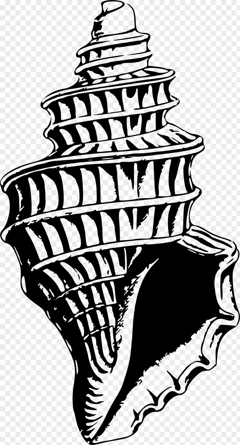Seashell Black And White Drawing Clip Art PNG