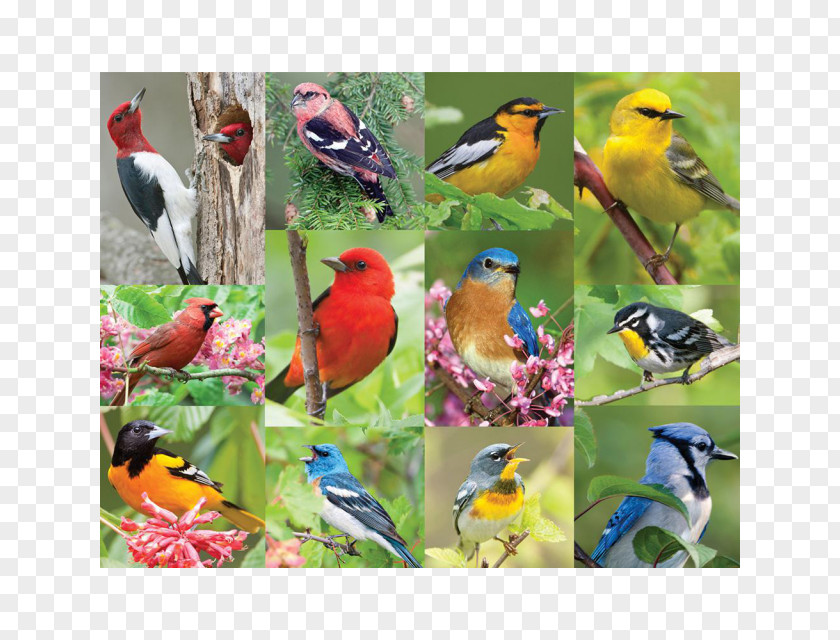 Bird Jigsaw Puzzles Ravensburger Puzzle Video Game PNG