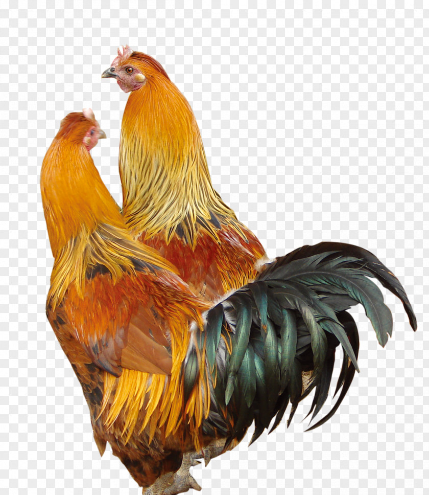 Cock Silkie Rooster Poultry PNG