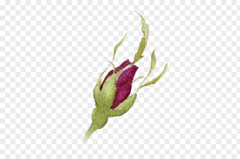 Color Pencil Rosebuds Watercolor Painting Ink PNG