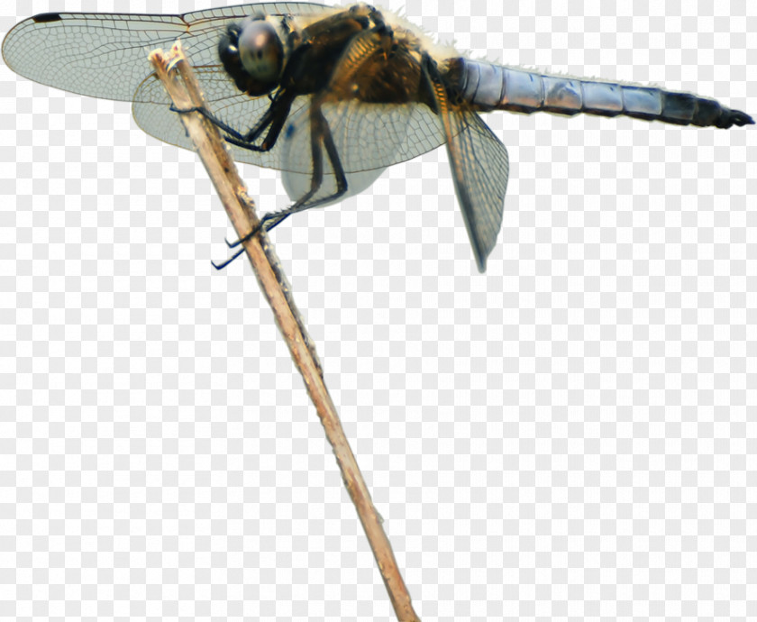 Dragon Fly Insect Dragonfly Animal Pollinator PNG