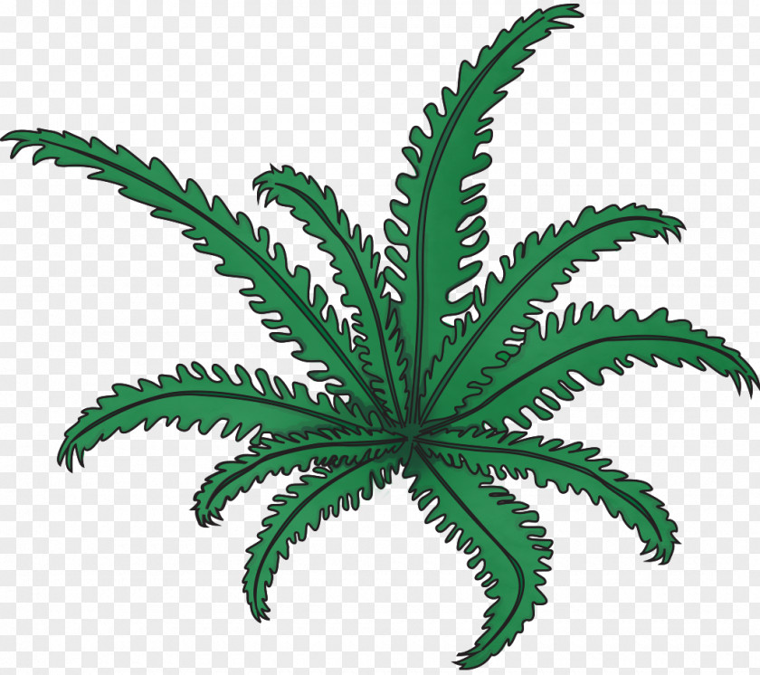 Fern Cannabaceae Vascular Plant Leaf Flowerpot PNG