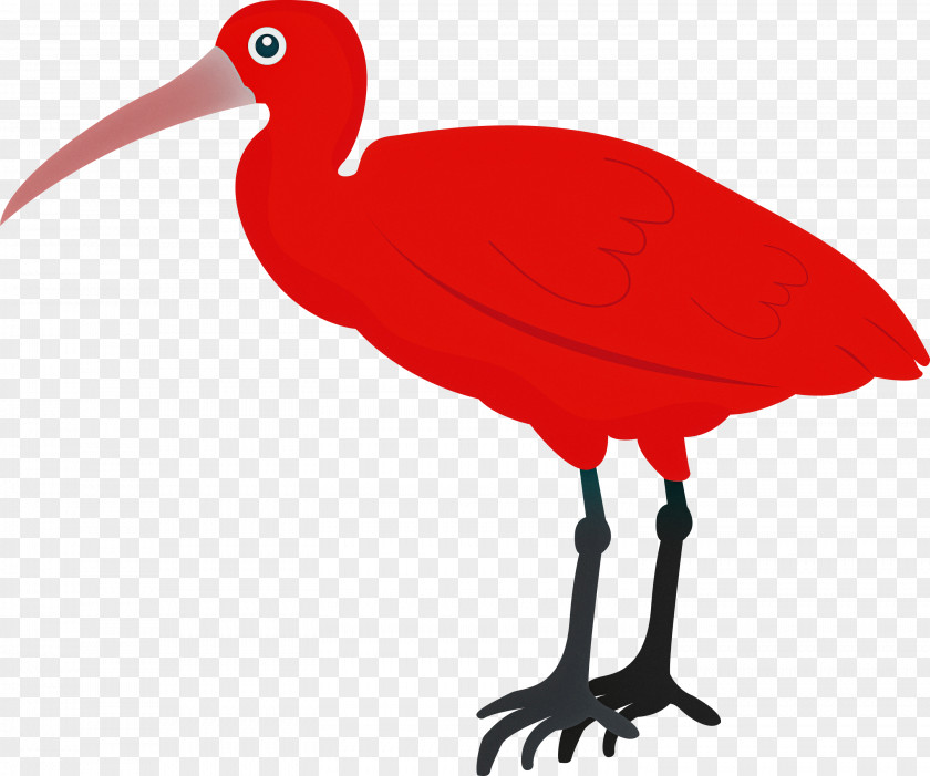 Ibis Birds Beak Water Bird Crane PNG