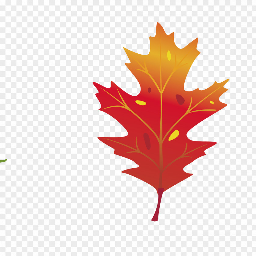Leaf Maple Vector Graphics Autumn Color Clip Art PNG