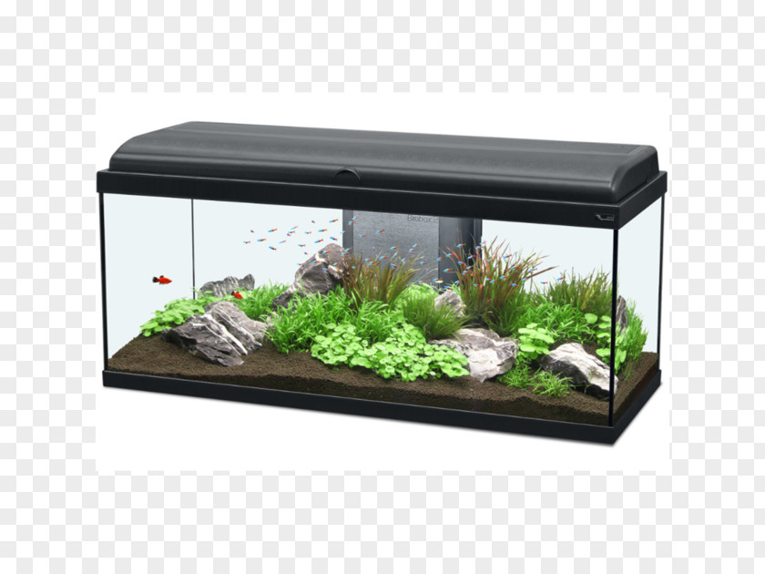 Nano Aquarium Goldfish Fishkeeping Pet Shop PNG