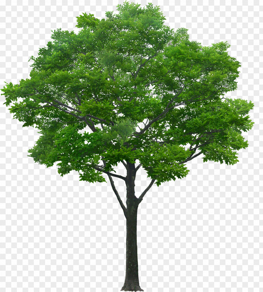 Tree Southern Magnolia Oak Pine PNG