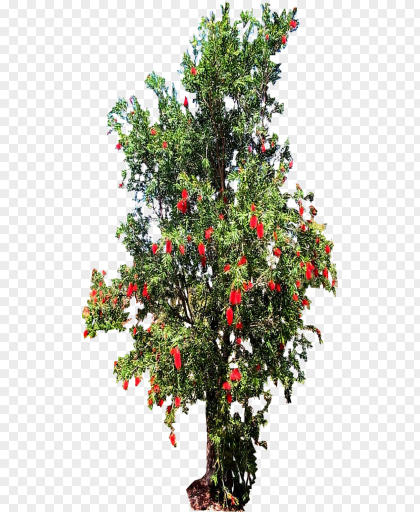Tree Top Melaleuca Viminalis Shrub Holly Evergreen PNG