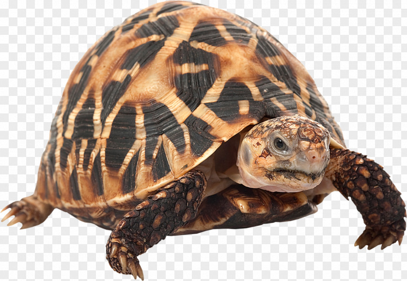 Turtle Indian Star Tortoise Chinese Stripe-necked Burmese Reptile PNG