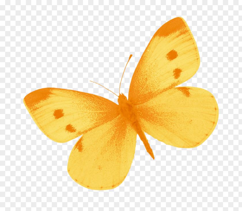 Watercolor Butterfly Yellow Clip Art PNG