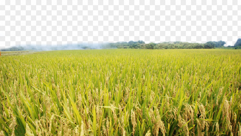 Harvested Rice Agriculture Paddy Field Crop PNG