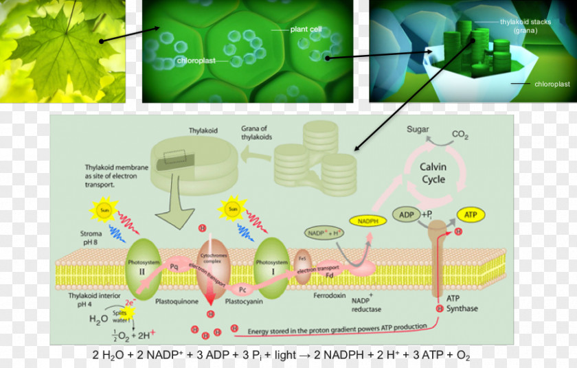 Light Electron Transport Chain Biology Plant Cell Photosynthesis PNG