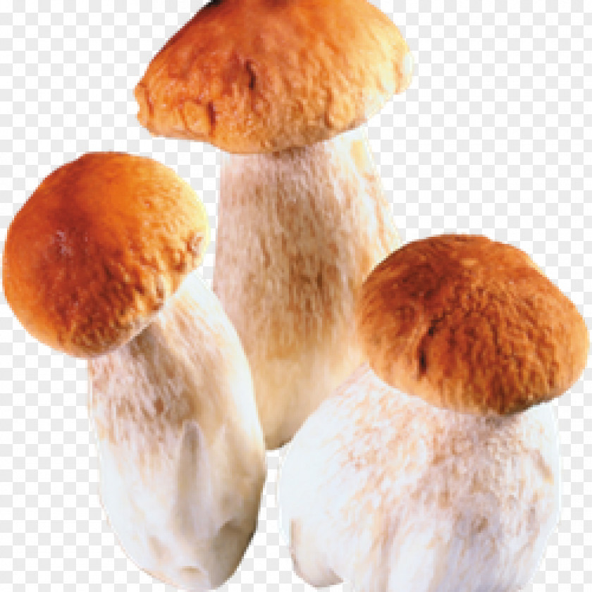 Mushroom Edible Fungus Boletus Edulis PNG