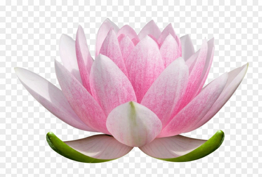 Yoga LOTUS Nelumbo Nucifera Flower Stock Photography Nymphaea Lotus Plant Symbolism PNG