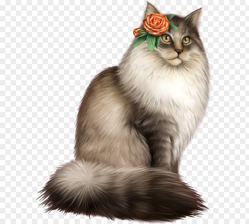 Borba Gato Asian Semi-longhair Nebelung Siberian Cat Maine Coon Ragamuffin PNG