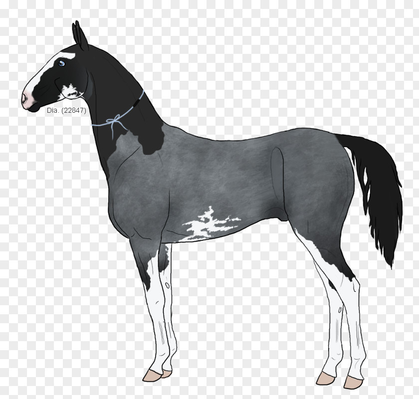 Mustang Stallion Foal Mare Colt PNG