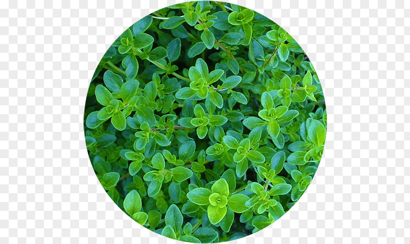 Pencil Herb Thyme Sprouting Seed PNG