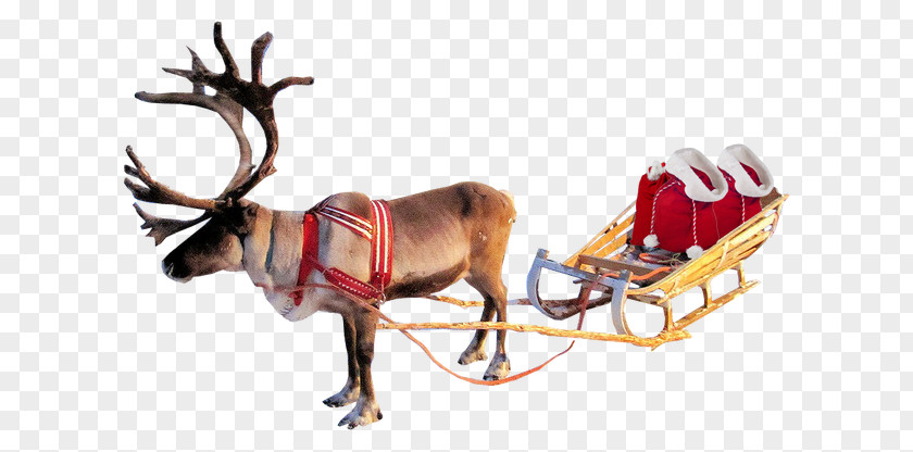 Reindeer Rudolph Santa Claus PNG