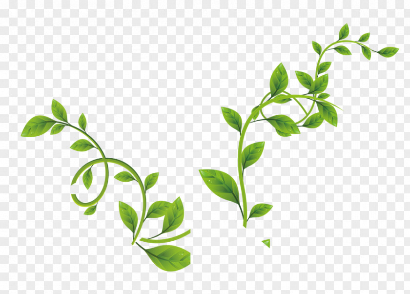 Aquarell Leaf Green Vine PNG