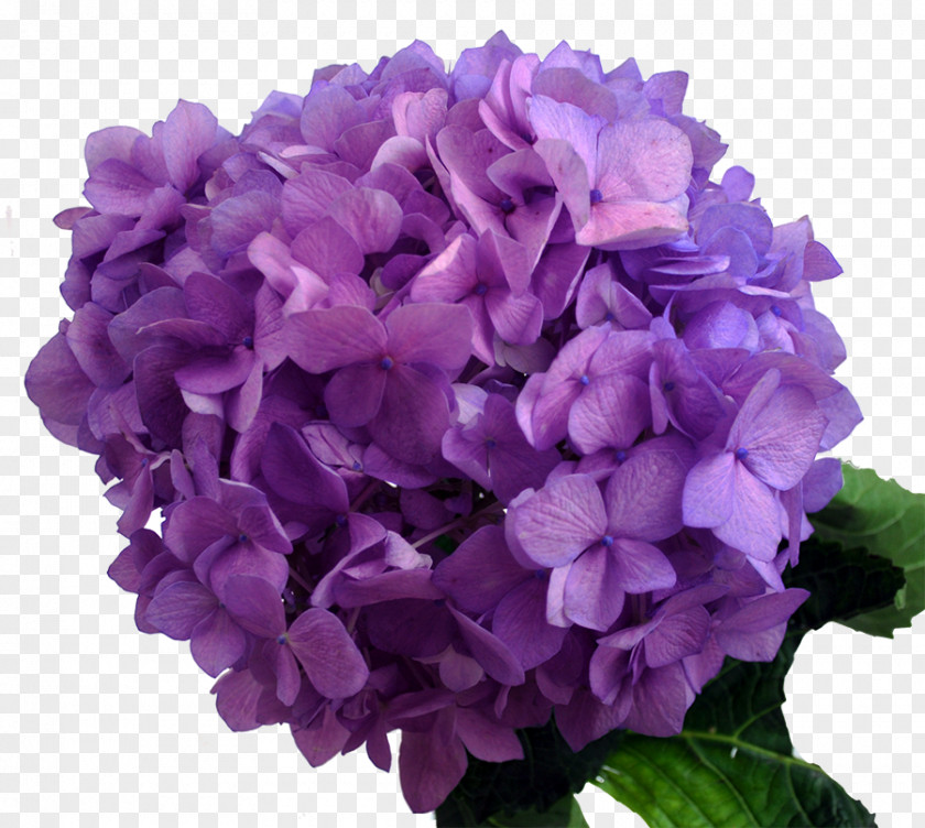 Hydrangea Purple Lavender Flower Blue PNG