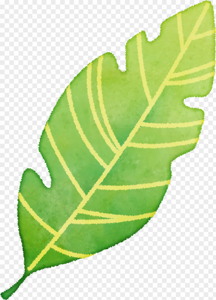 Leaf Plant Stem Plants Biology Structure PNG