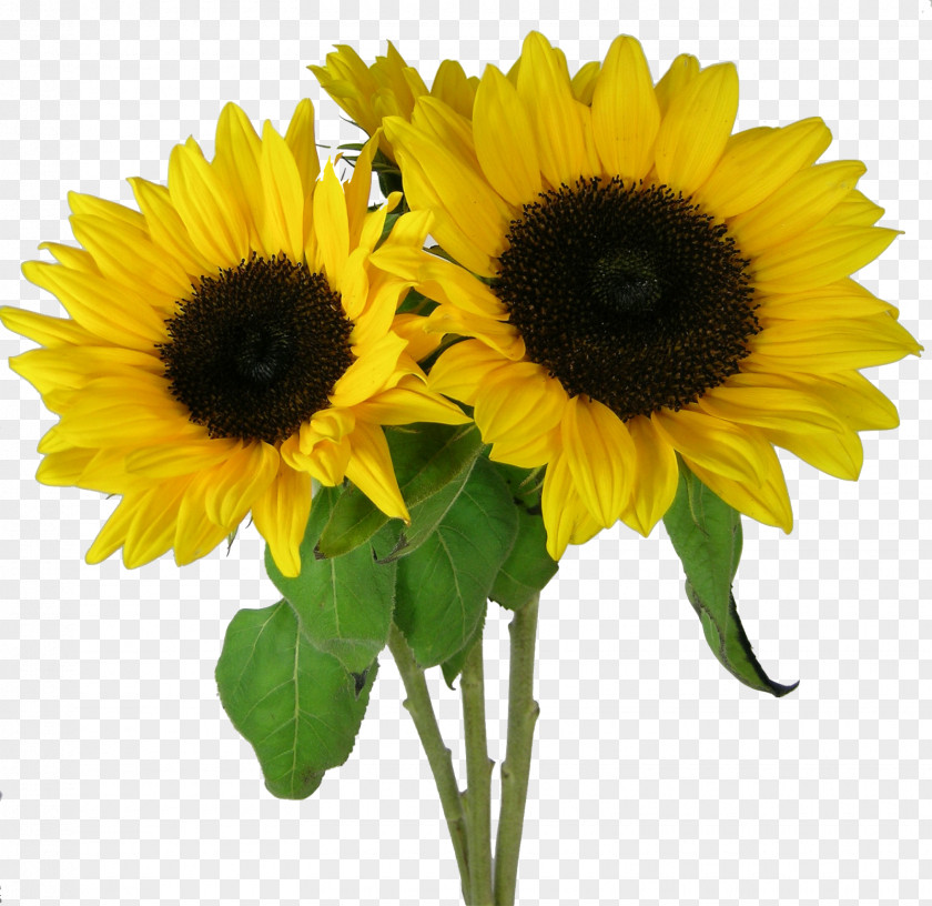Picture Sunflower Sunflowers Desktop Wallpaper Clip Art PNG