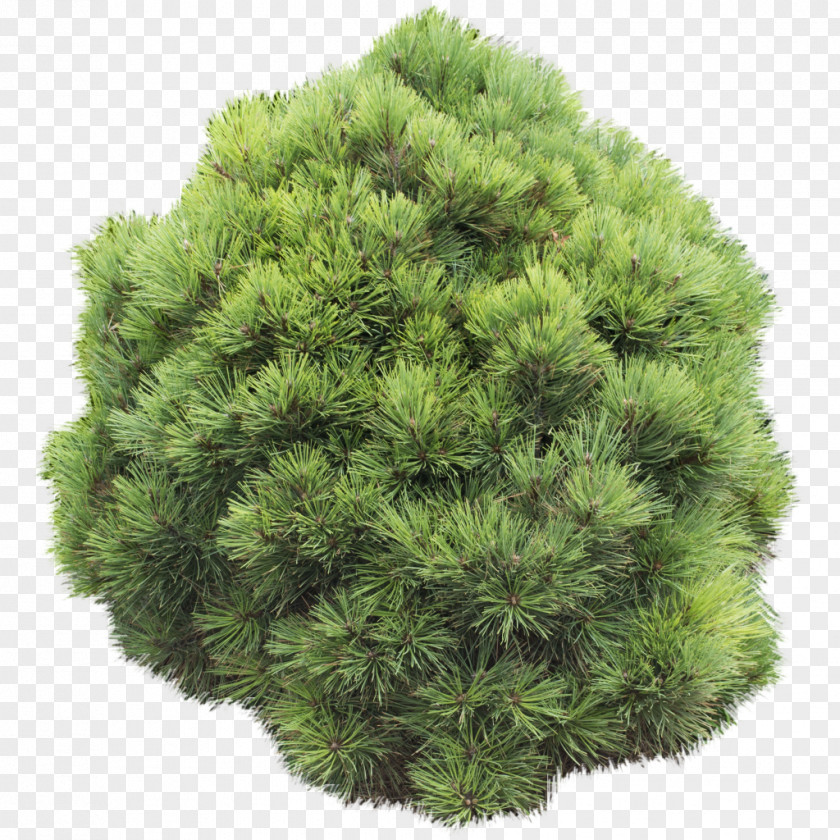 Tree Pine Shrubland Evergreen PNG