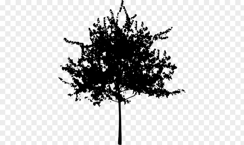 Tree Silhouette Clip Art PNG